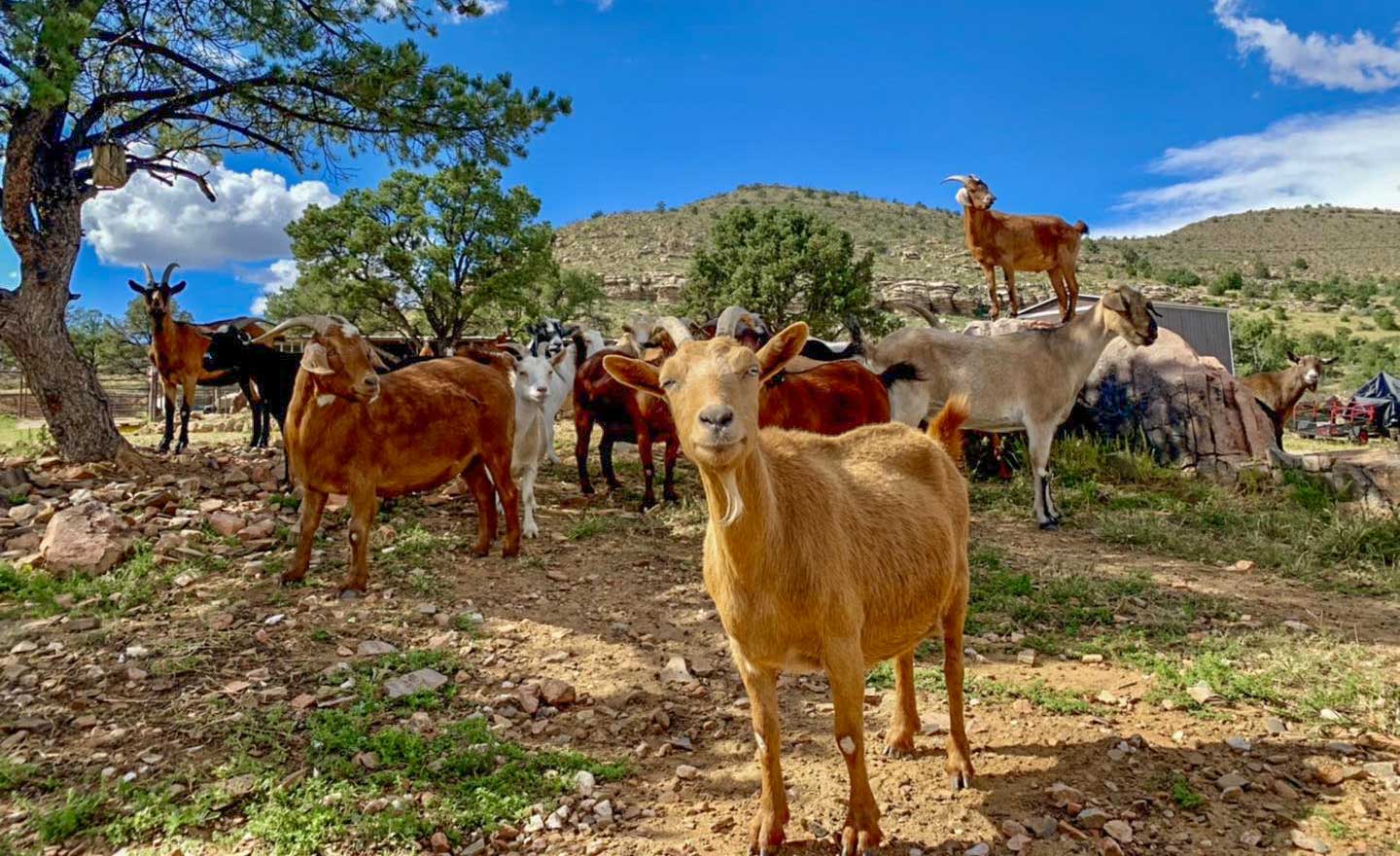 About | Thunder Mountain Rescue Ranch