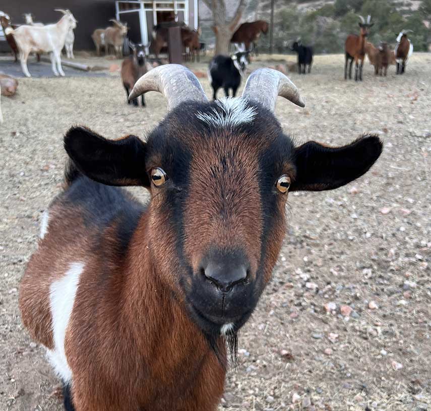 Timms Turcotte | Thunder Mountain Rescue Ranch